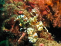   Finding Harlequin shrimps walking about open common so was really lucky find pair strolling along rocks. rocks  